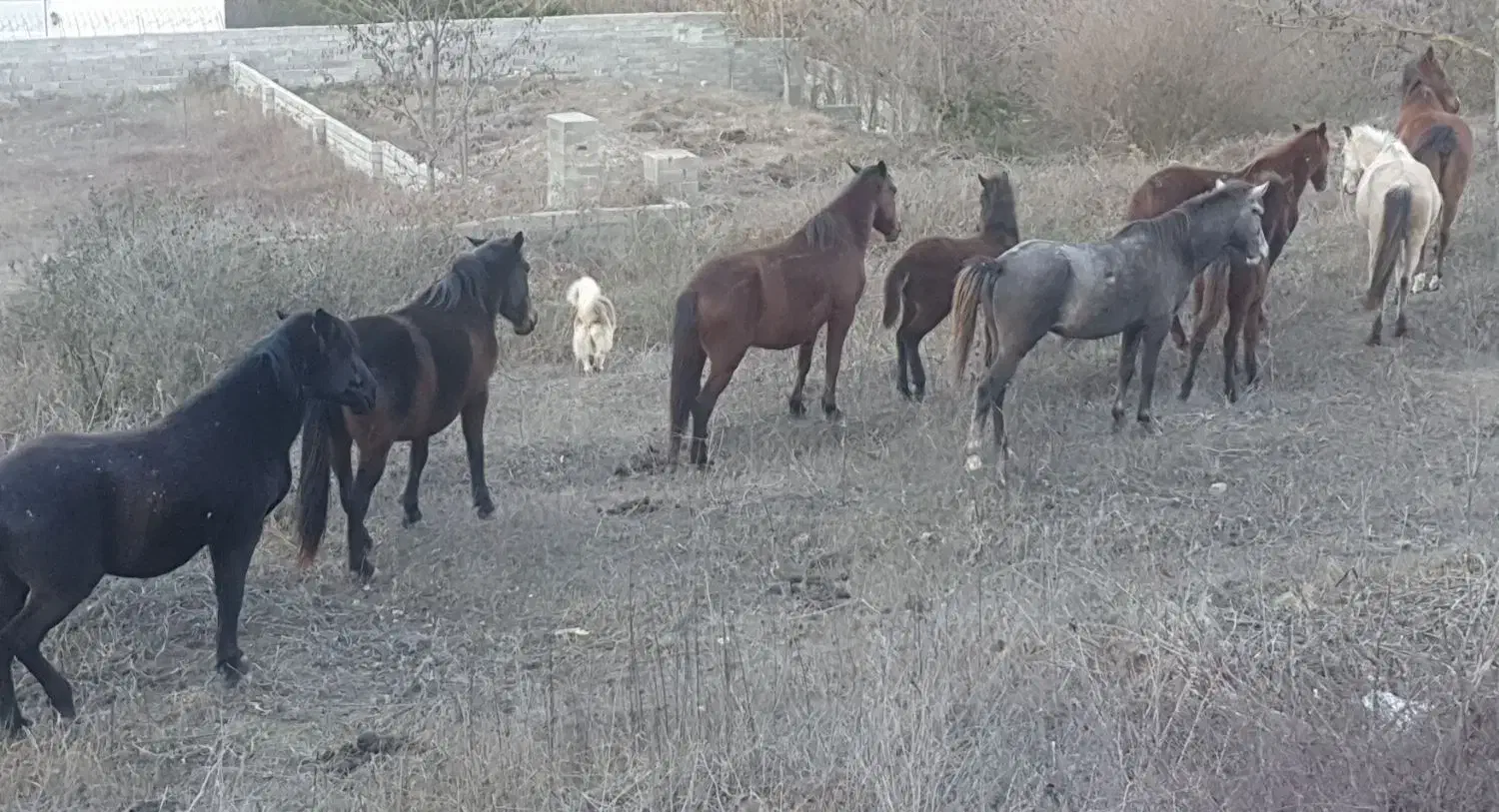 گله اسب ۹ تایی|اسب و تجهیزات اسب‌سواری|پول, |دیوار