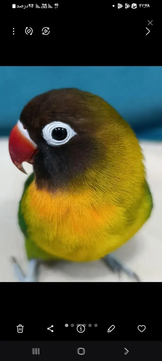 کوتوله آبی کاربری نقاب سیاه نر۱عددو۳عددسبز|پرنده|فولادشهر, مسکن مهر فولادشهر|دیوار