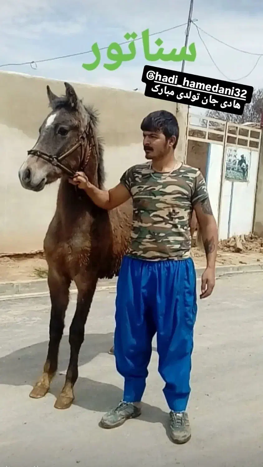 فروش چند راس اسب کرد خوب|اسب و تجهیزات اسب‌سواری|چهاردانگه (تهران), |دیوار