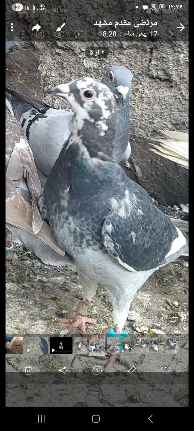 کفتر|حیوانات|نیشابور, ناسیونال|دیوار