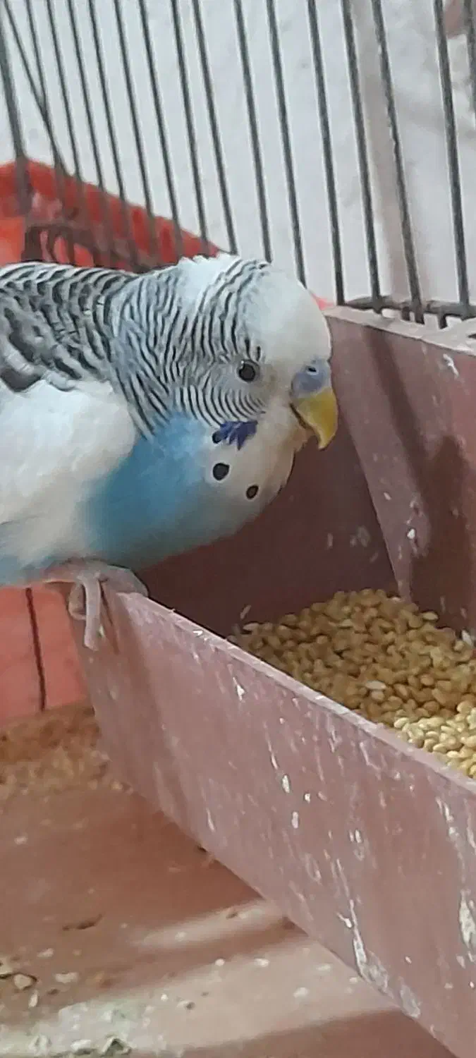 مرغ عشق مولد|پرنده|پاکدشت, خاتون آباد|دیوار