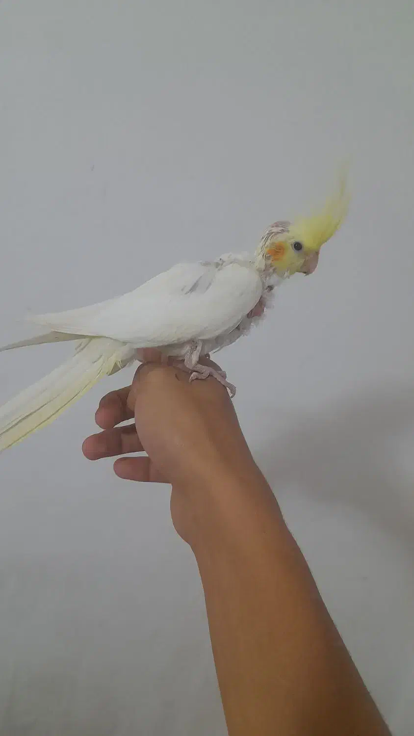 عروس|پرنده|اهر, |دیوار