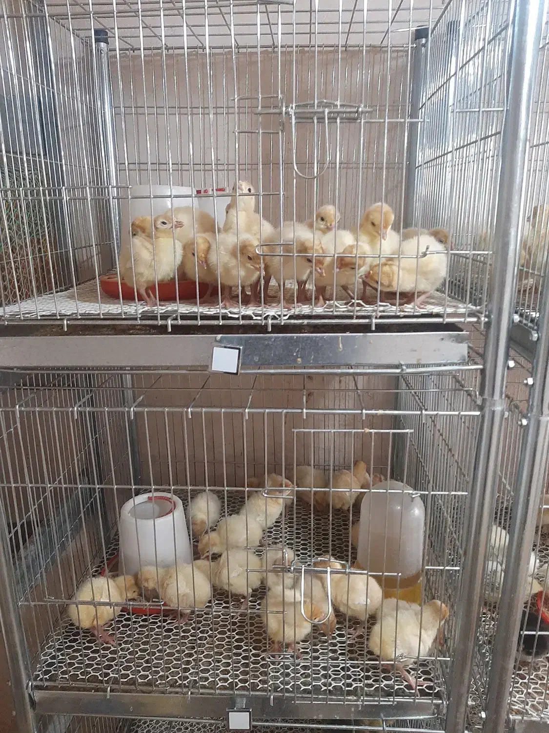 بوقلمون بیوتی 6|حیوانات مزرعه|نوشین شهر, |دیوار