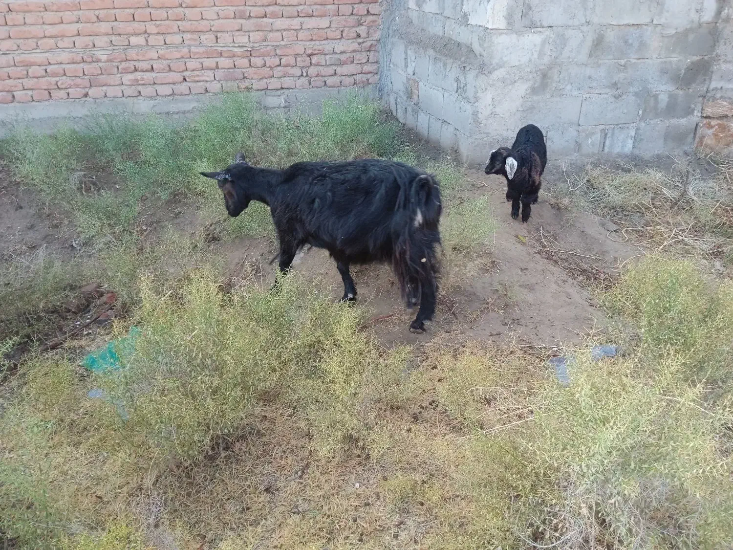 بز شیری با بچه|حیوانات مزرعه|میاندوآب, |دیوار