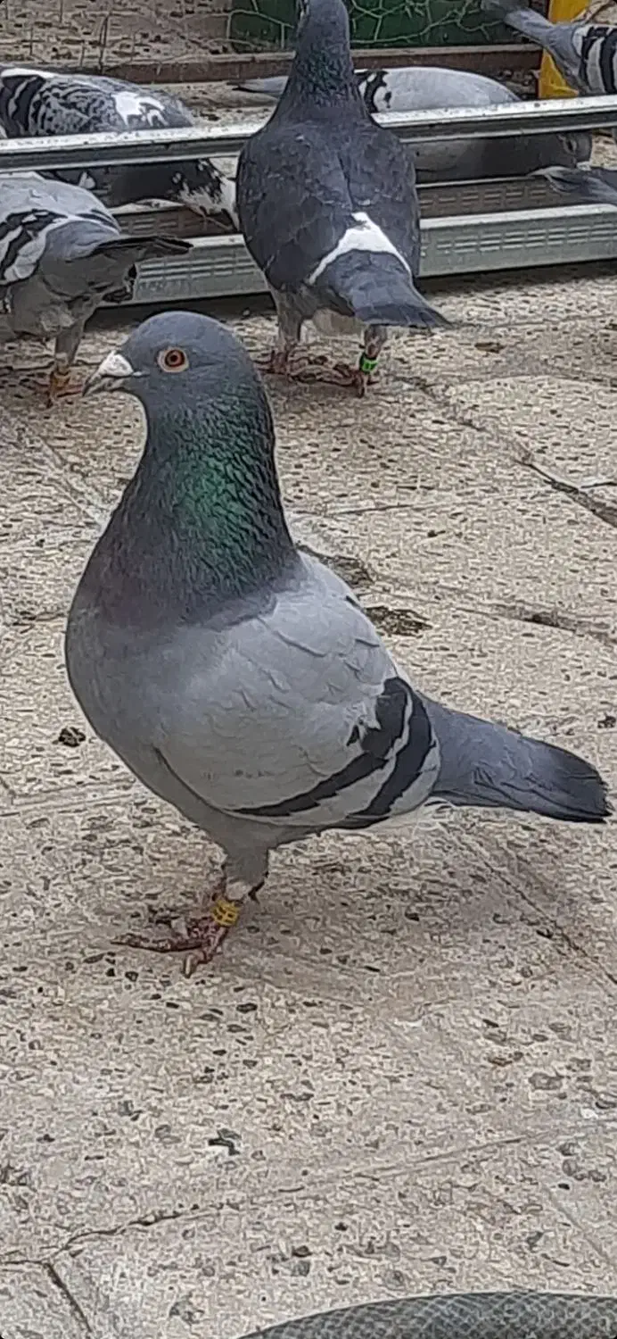 کبوتر پلاکی ،مسافتی|پرنده|پاکدشت, پاکدشت (مامازند)|دیوار