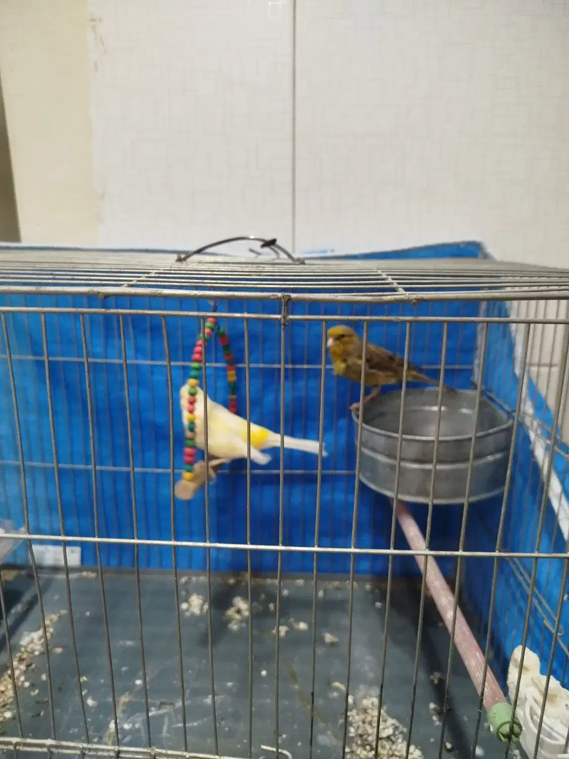 پرنده قناری|پرنده|چهاردانگه (تهران), |دیوار