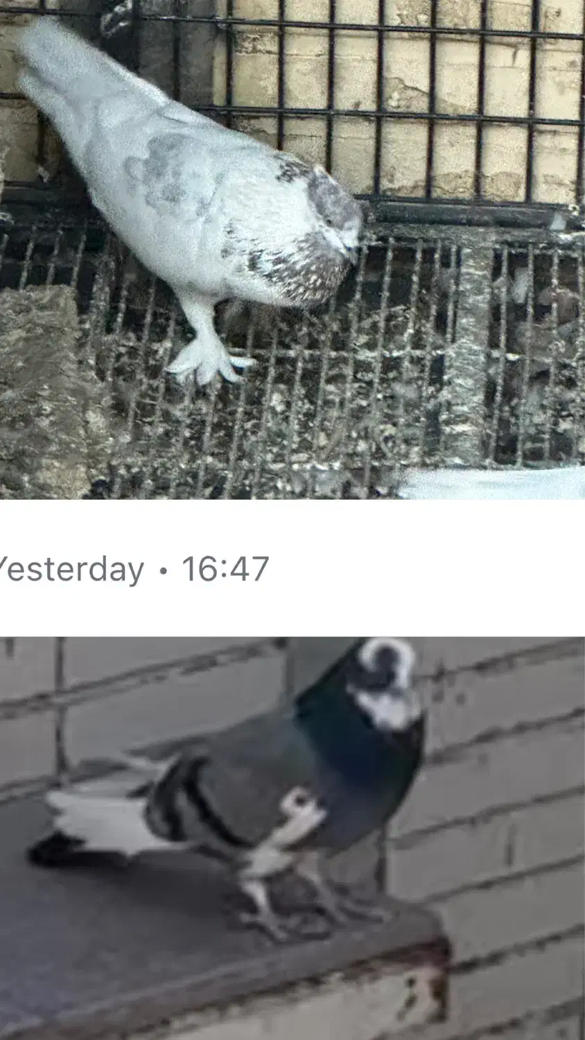 دوتا کفتر|حیوانات|یزد, |دیوار