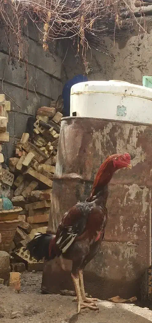 خروس ومرغ لاری اصل|حیوانات مزرعه|سمیرم, |دیوار