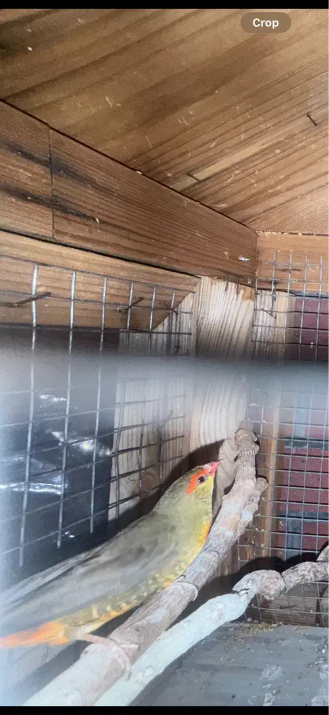 فنچ اروپایی|پرنده|تهران, اکباتان|دیوار