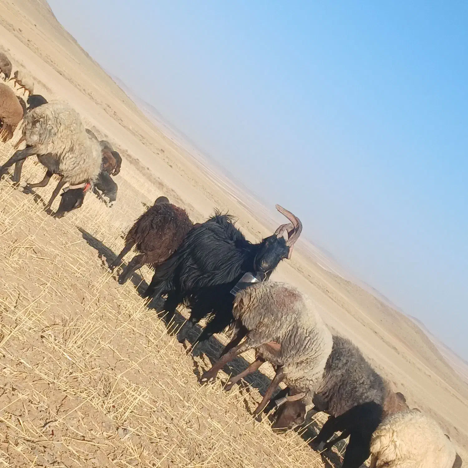 دوبر|حیوانات مزرعه|ساروق, |دیوار