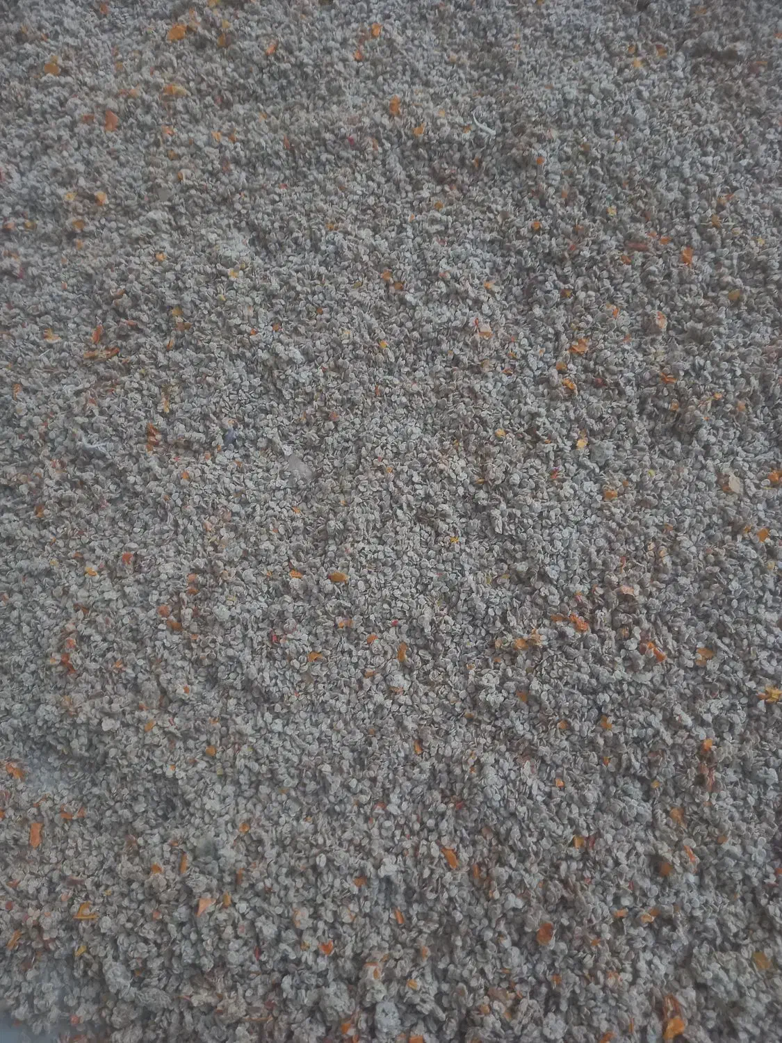 بذر گوجه|گل و گیاه طبیعی|اصفهان, ارداجی|دیوار