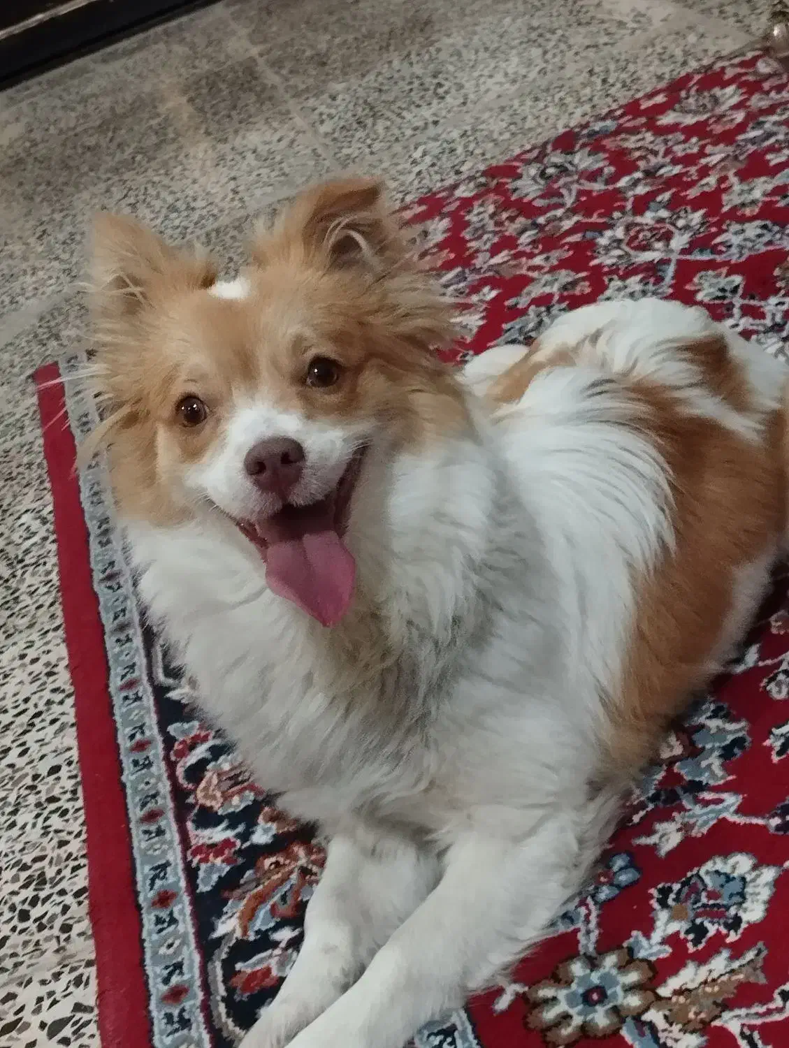 پامر روباهی|سگ|نهاوند, |دیوار