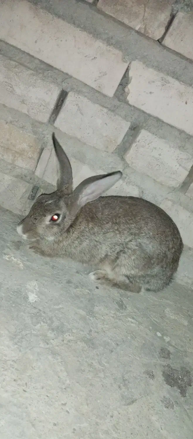 یک عدد خرگوش بزرگ ماده|موش و خرگوش|سراوان, |دیوار