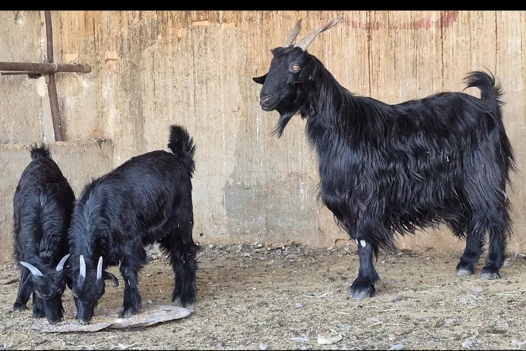 فروش دو راس بز  دوکهره ای|حیوانات مزرعه|طسوج, |دیوار