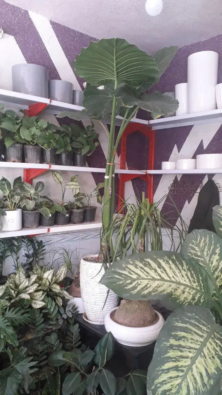 گل بابا دم بزرگ|گل و گیاه طبیعی|قوچان, |دیوار