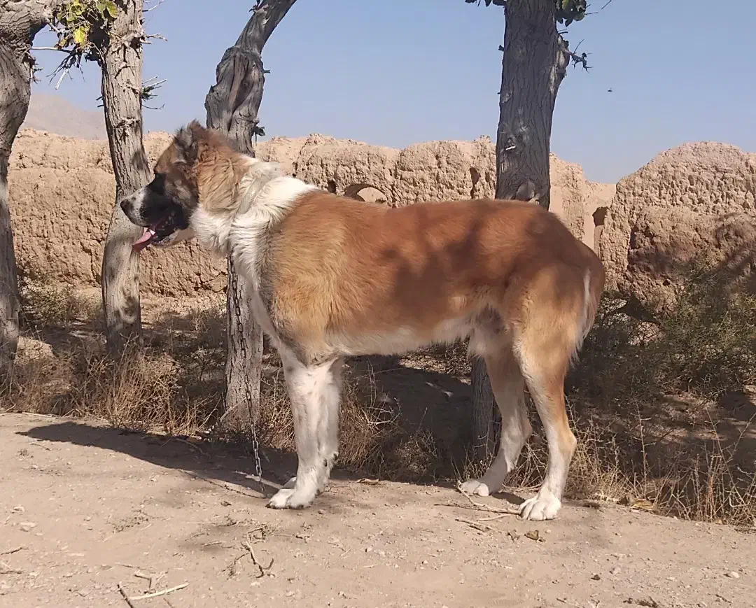 سگ خراسانی|سگ|زاوه, |دیوار