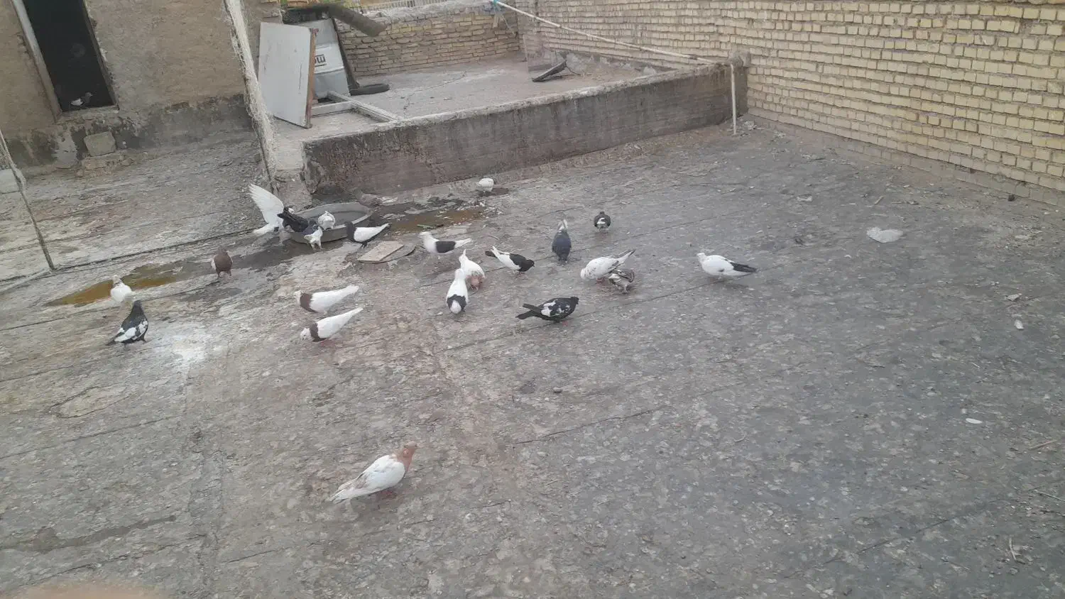 کبوتر رنگی|پرنده|خرمشهر, |دیوار