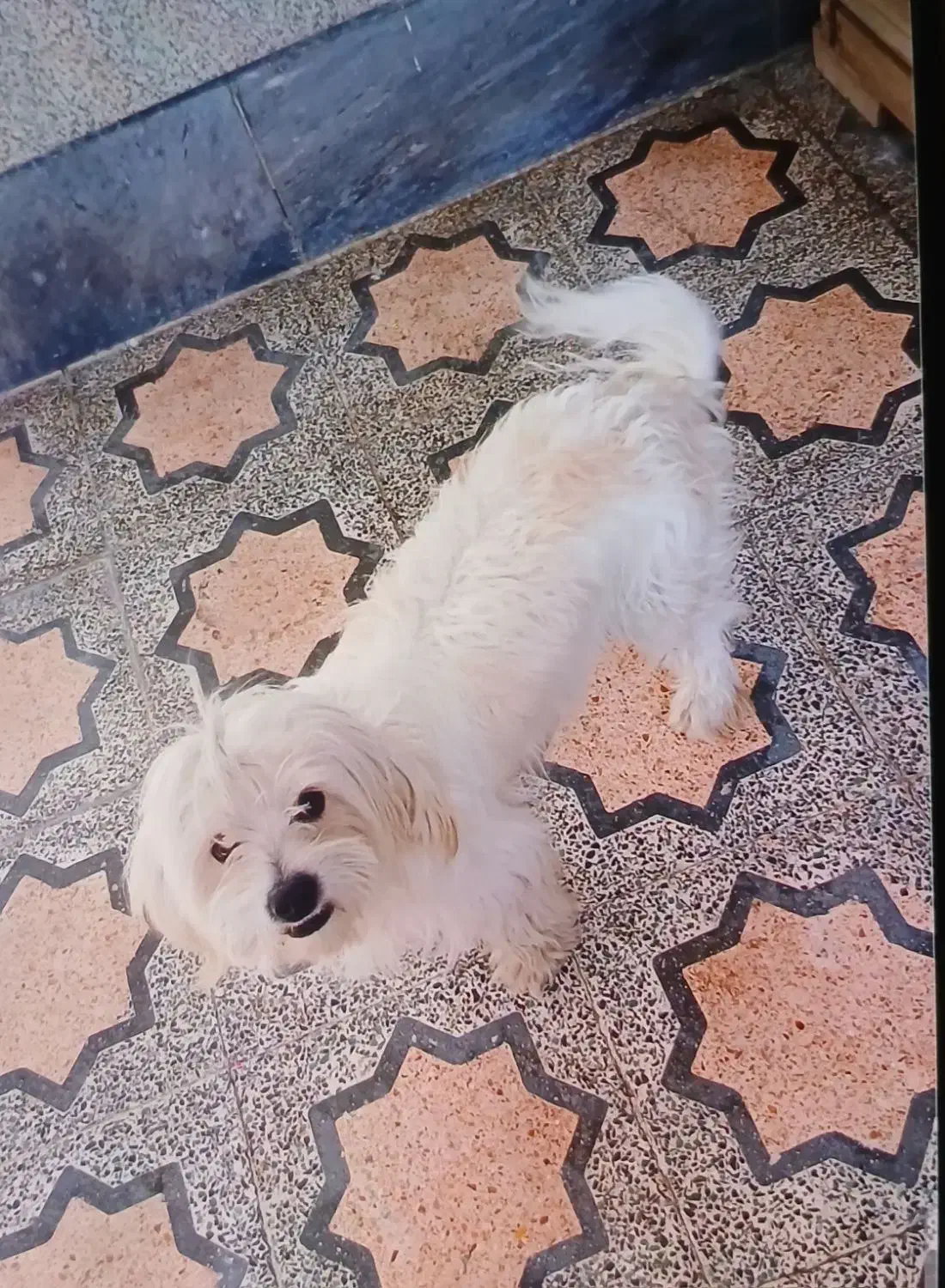 قیمت ۱۰تومن کمتر خواستی میدم|سگ|قزوین, |دیوار