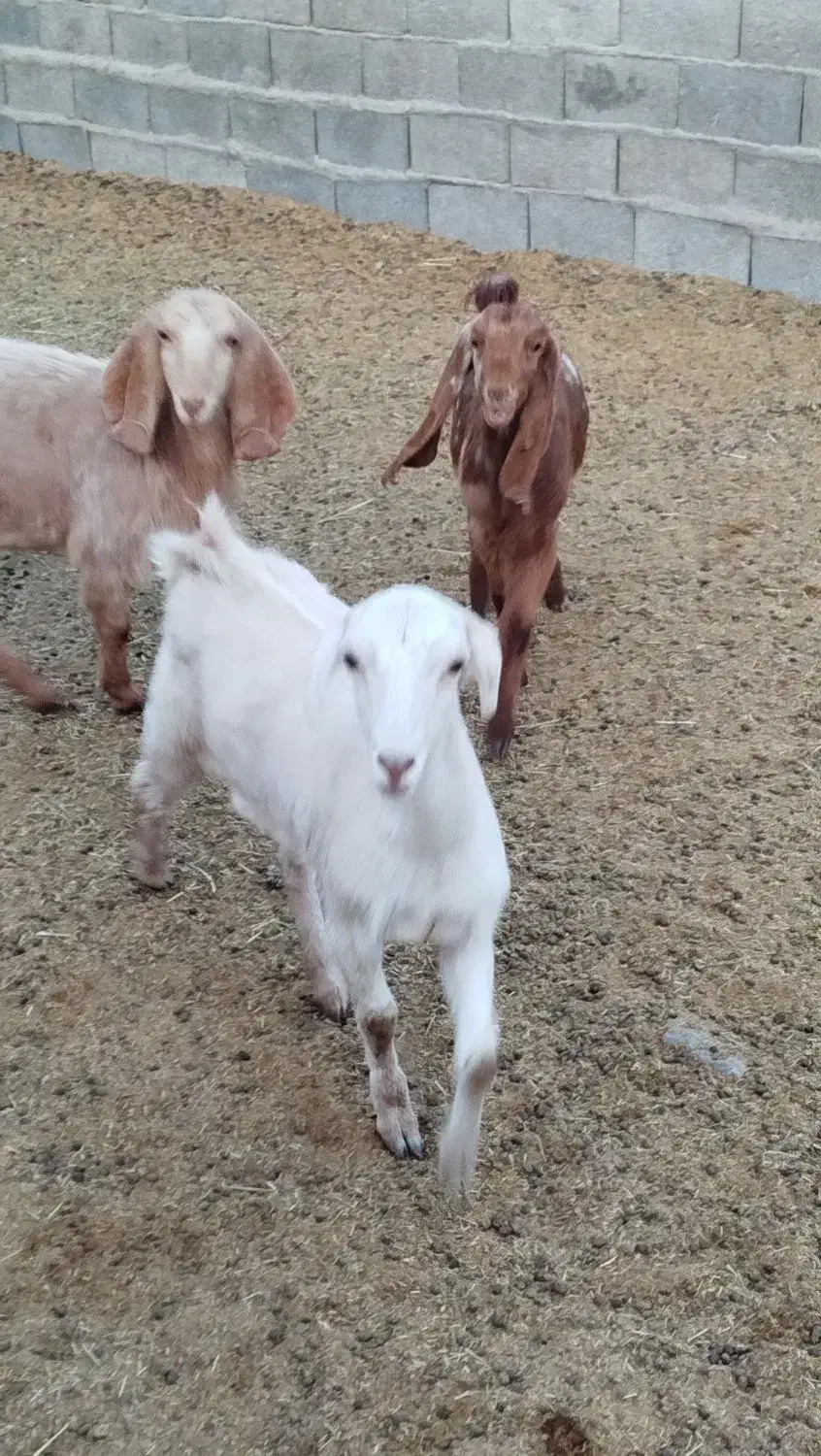 سه عدد کولار بزغاله پاکستانی اصل تکه خورده|حیوانات مزرعه|ملکآباد, |دیوار