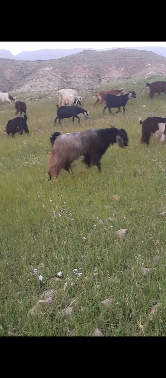 دام|حیوانات مزرعه|پلدختر, |دیوار