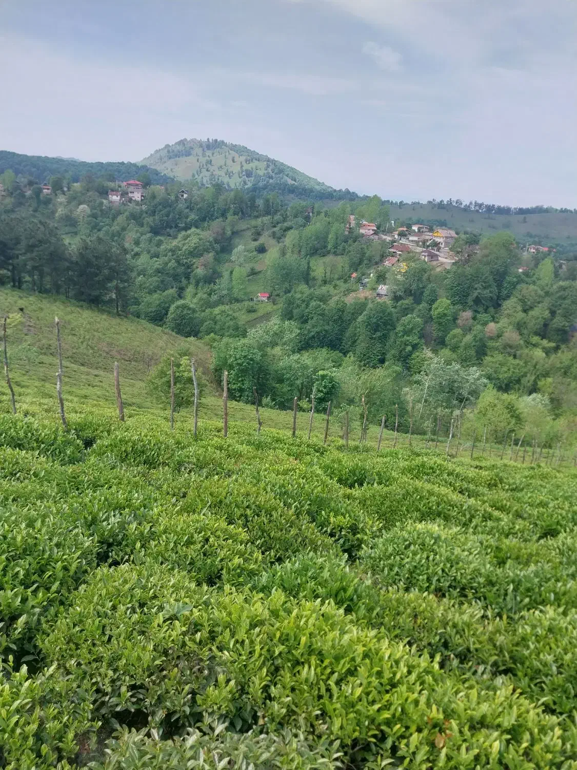 زمین باغی|فروش زمین و ملک کلنگی|سیاهکل, |دیوار