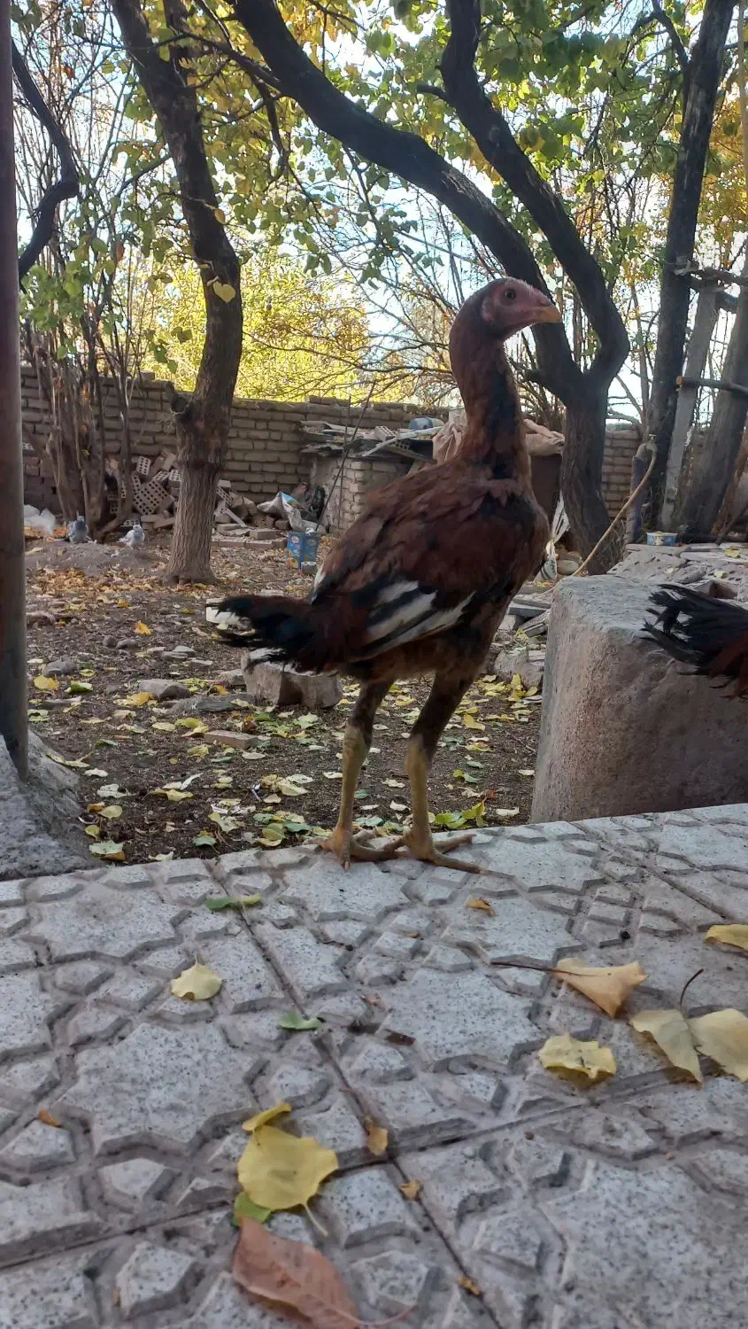 جوجه خروس لاری افغان|حیوانات مزرعه|رابر, |دیوار