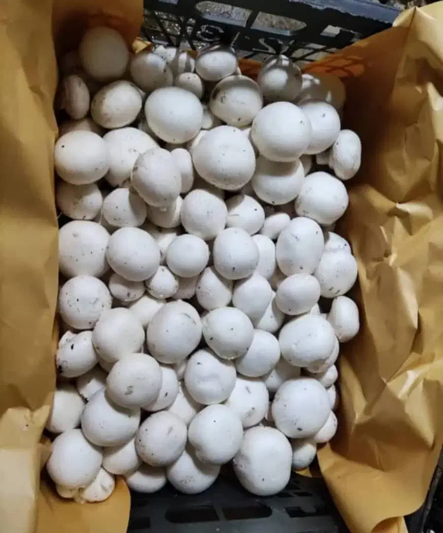 قارچ سوپر تمیز|عمدهفروشی|کرمانشاه, |دیوار