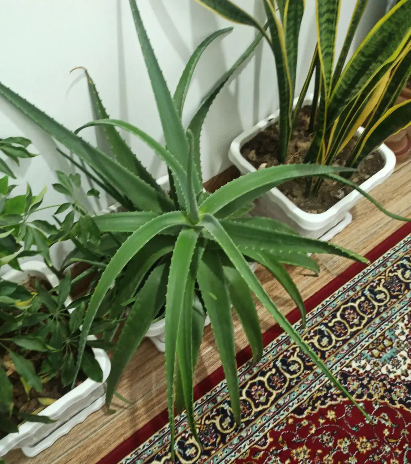 گل شاداب و دارویی آلوئه ورا|گل و گیاه طبیعی|نقده, |دیوار