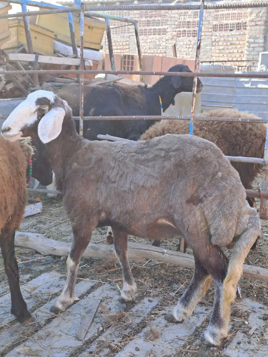 دوعدد طوقلی ماده زیر قوچی جنس نامبروان|پرنده|آق قلا, |دیوار