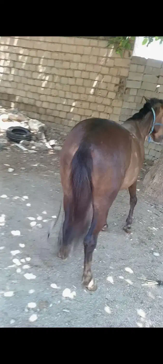 اخته فروشی باری سواری|حیوانات مزرعه|پیرانشهر, |دیوار