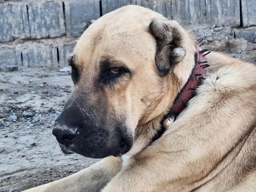 سگ گله|سگ|تربت جام, کشتارگاه|دیوار