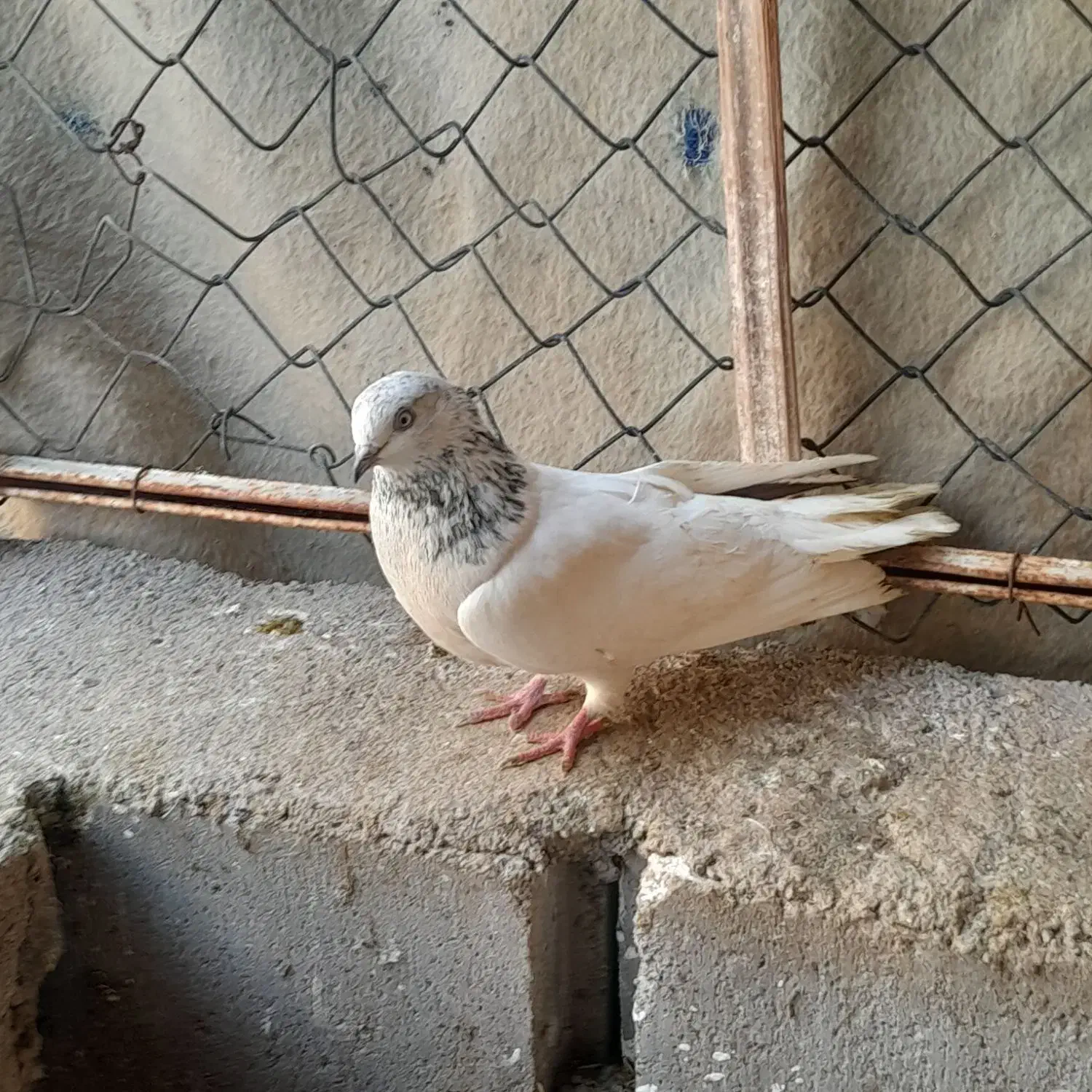 پرنده|پرنده|خرمشهر, |دیوار