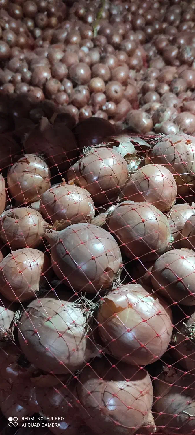 پیاز|عمدهفروشی|تهران, شهرک شریعتی|دیوار