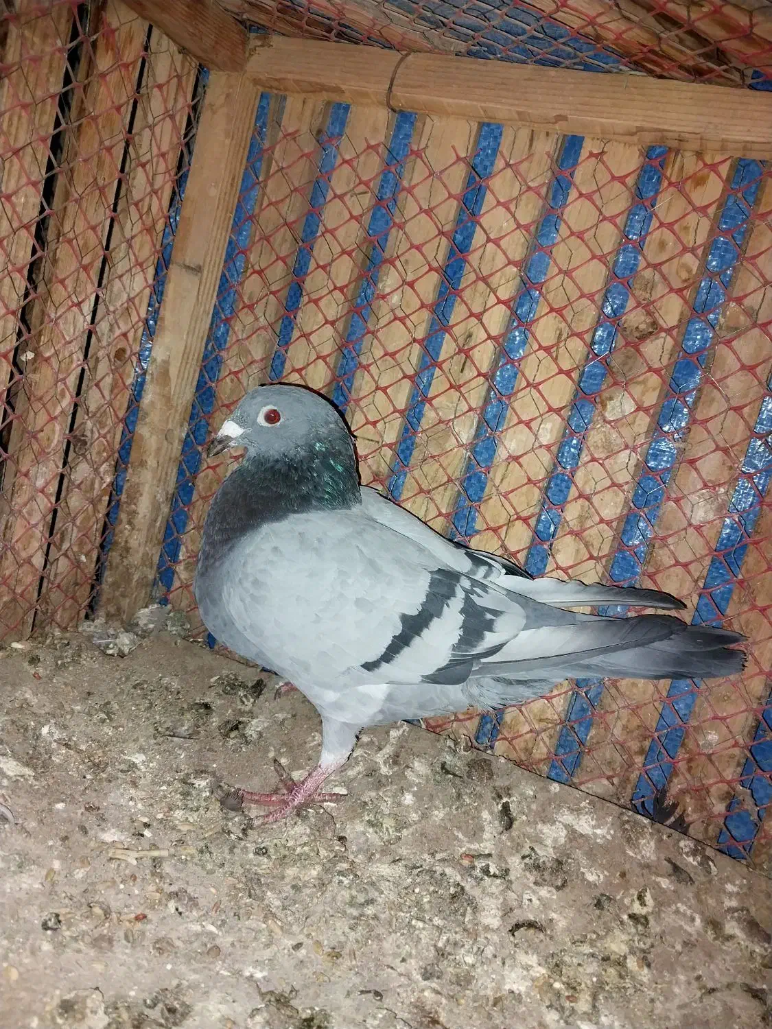 کبوتر مسافتی|پرنده|مشهد, کوی دروی|دیوار