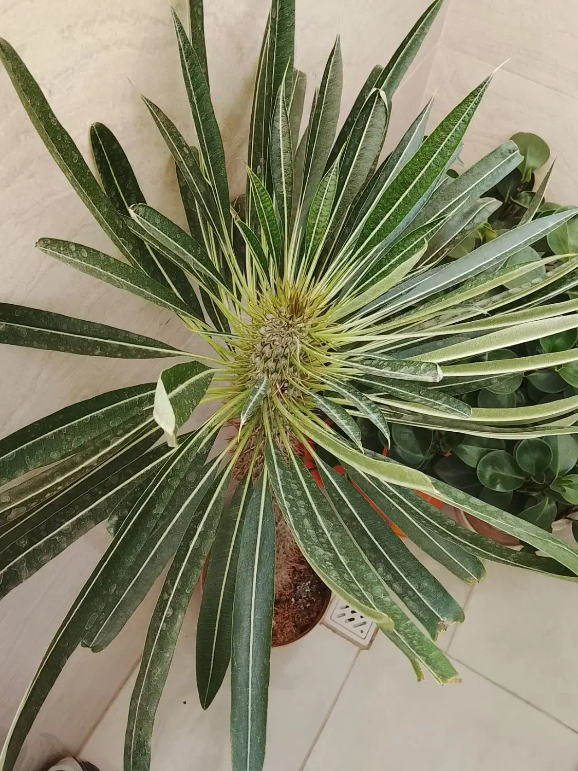 گل طبیعی ماداگاسکار|گل و گیاه طبیعی|پاکدشت, پاکدشت (مامازند)|دیوار