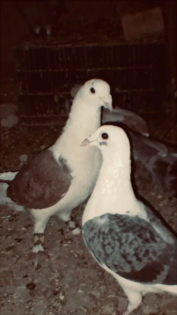 شش عدد جوونه گراف جفت 1ملیون|پرنده|فردوس (خراسان), |دیوار