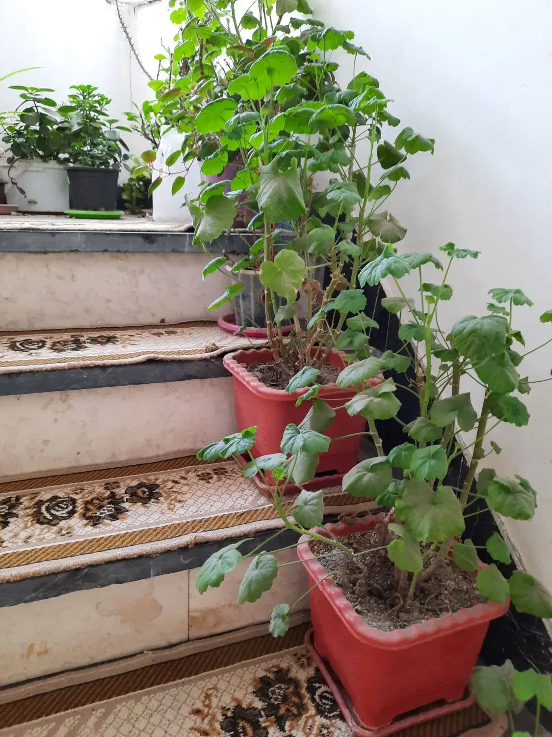 گل و گیاه|گل و گیاه طبیعی|اردبیل, |دیوار