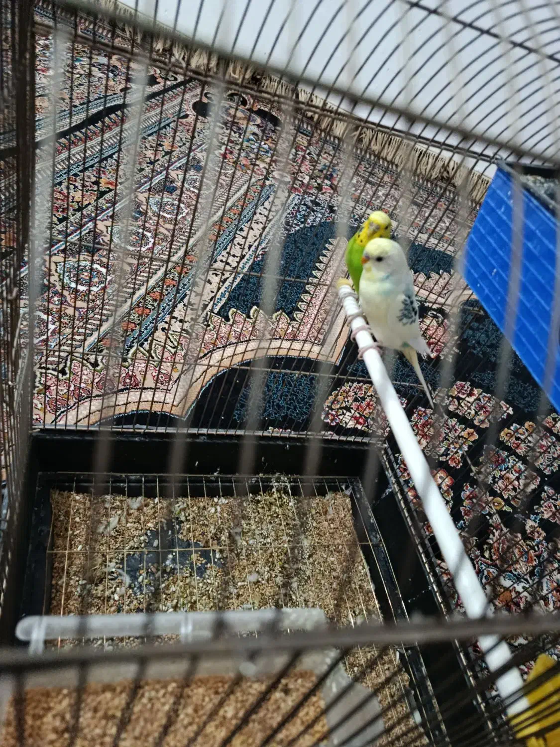 مرغ عشق|پرنده|فریدونشهر, |دیوار