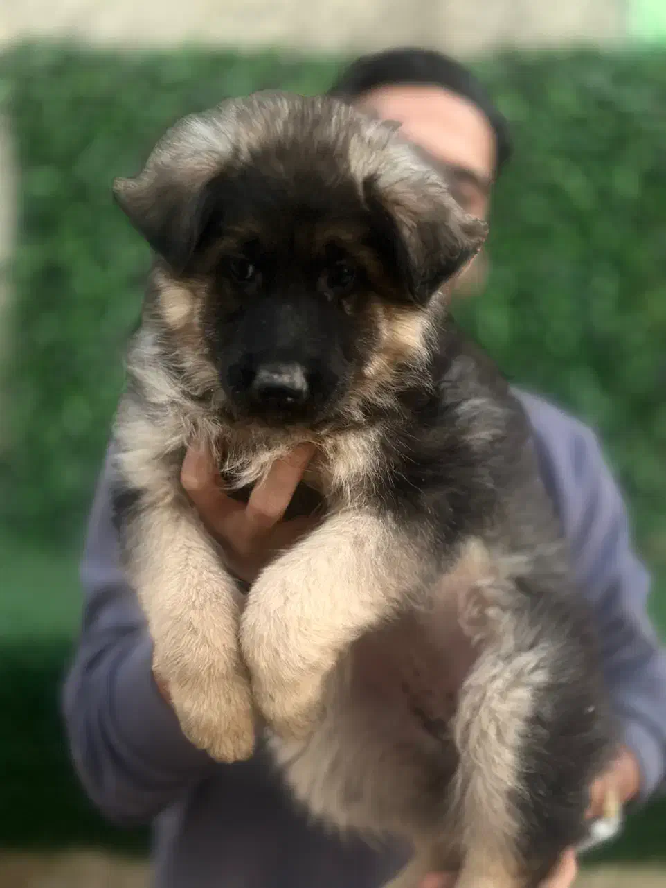 سگ ژرمن و دوبرمن|سگ|اصفهان, باغ فردوس|دیوار