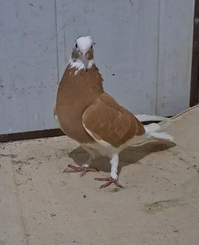 عروسک|پرنده|اردبیل, |دیوار