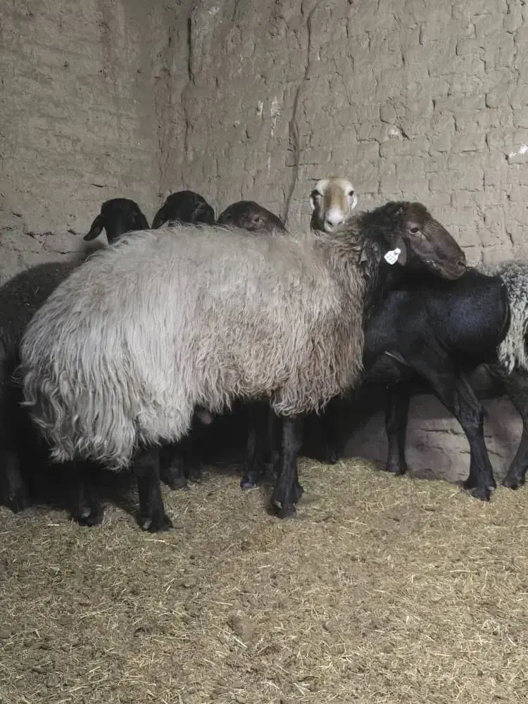 فروش قوچ همو|حیوانات مزرعه|اردکان, |دیوار