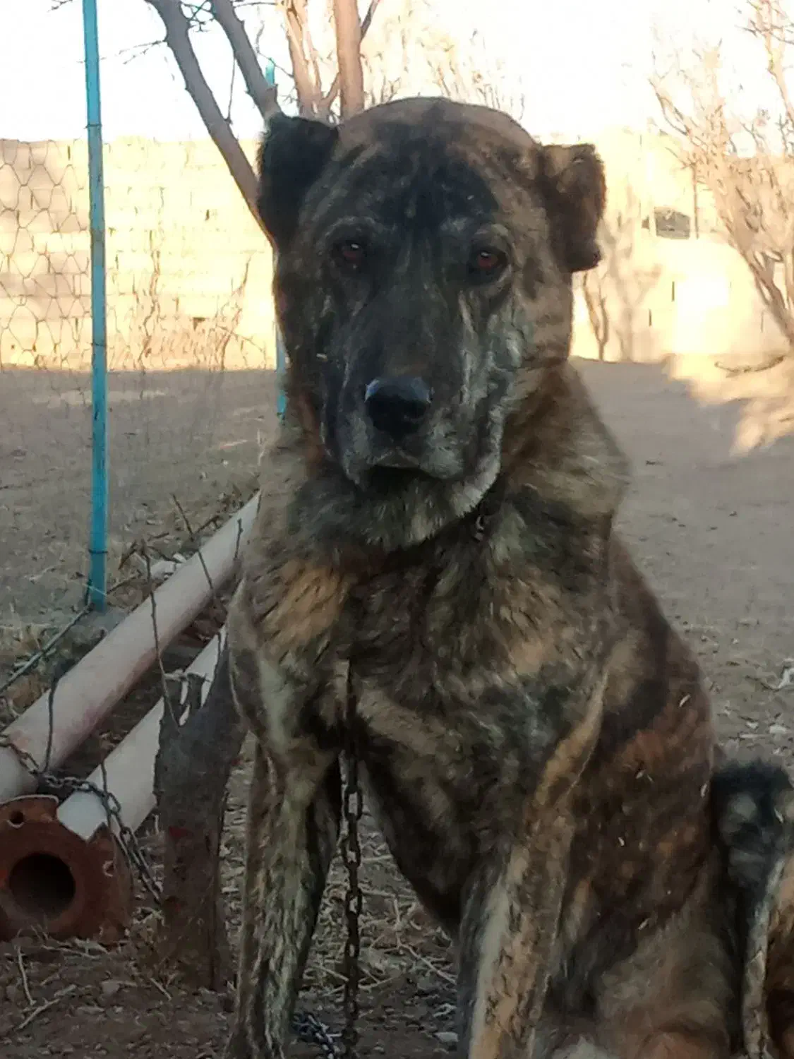 سگ گله|سگ|باخزر, |دیوار