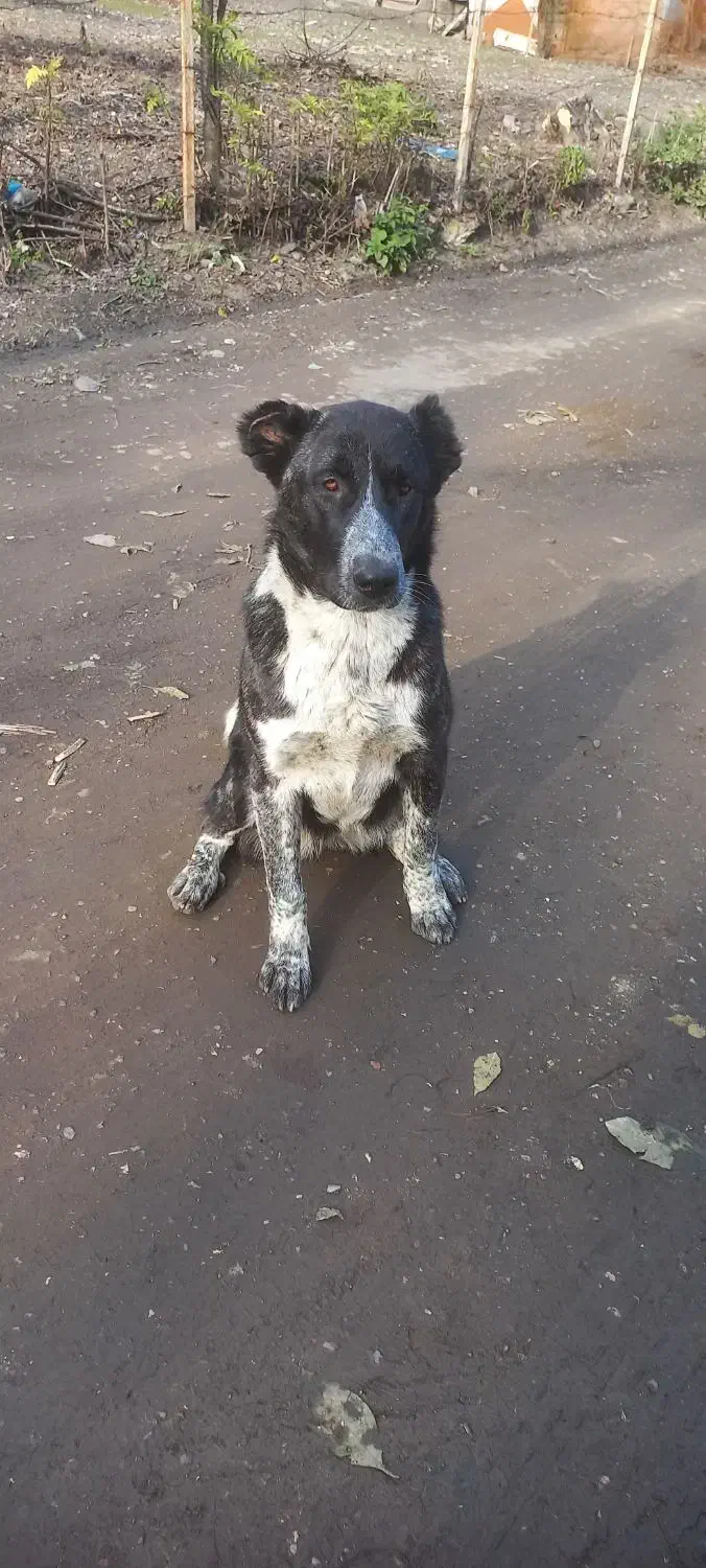 سگ ماده ۷ ماهه نگهبان|سگ|آستارا, |دیوار