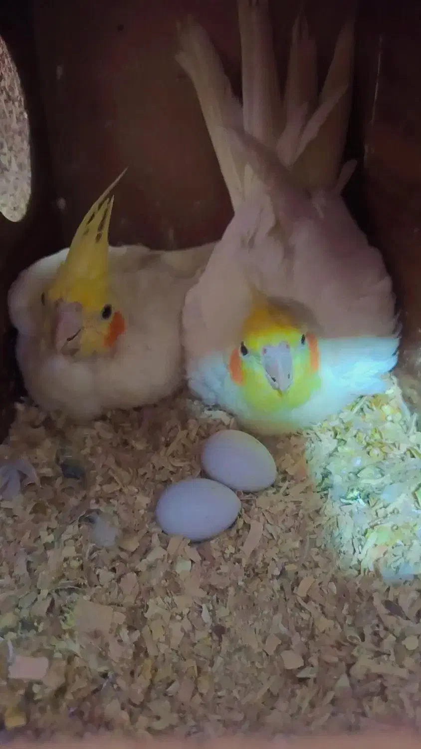 عروس هلندی لوتینو مولد با تخم|پرنده|مشهد, قائم|دیوار