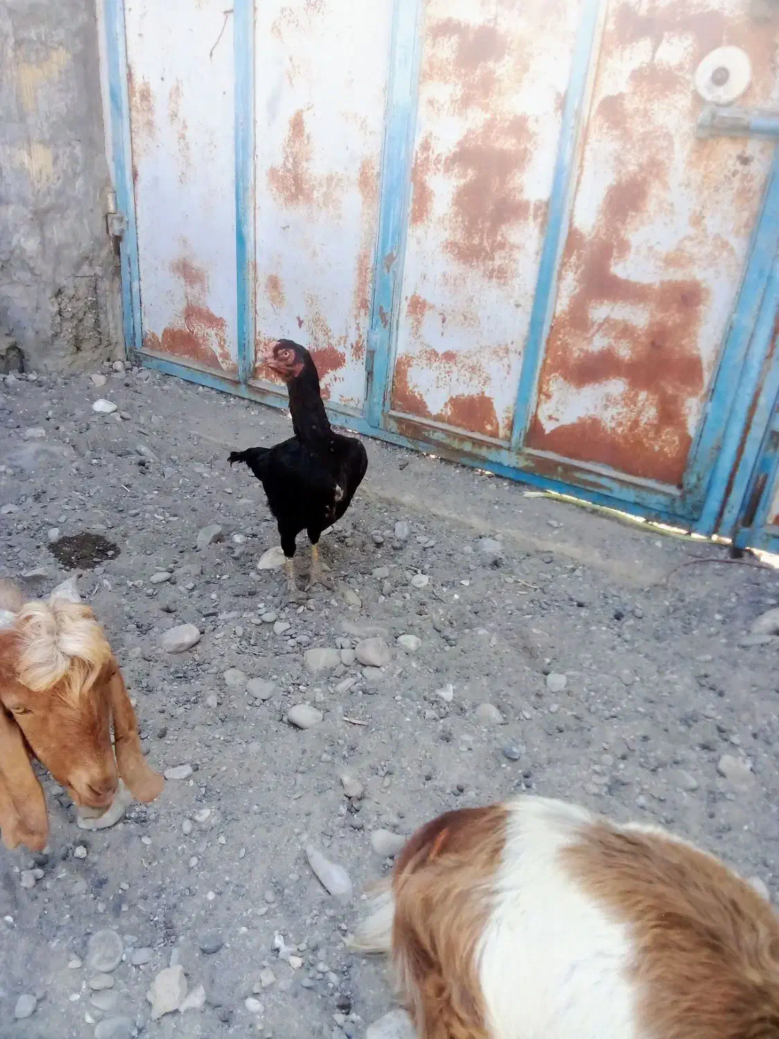 مرغ لاری|حیوانات مزرعه|شمیل, |دیوار