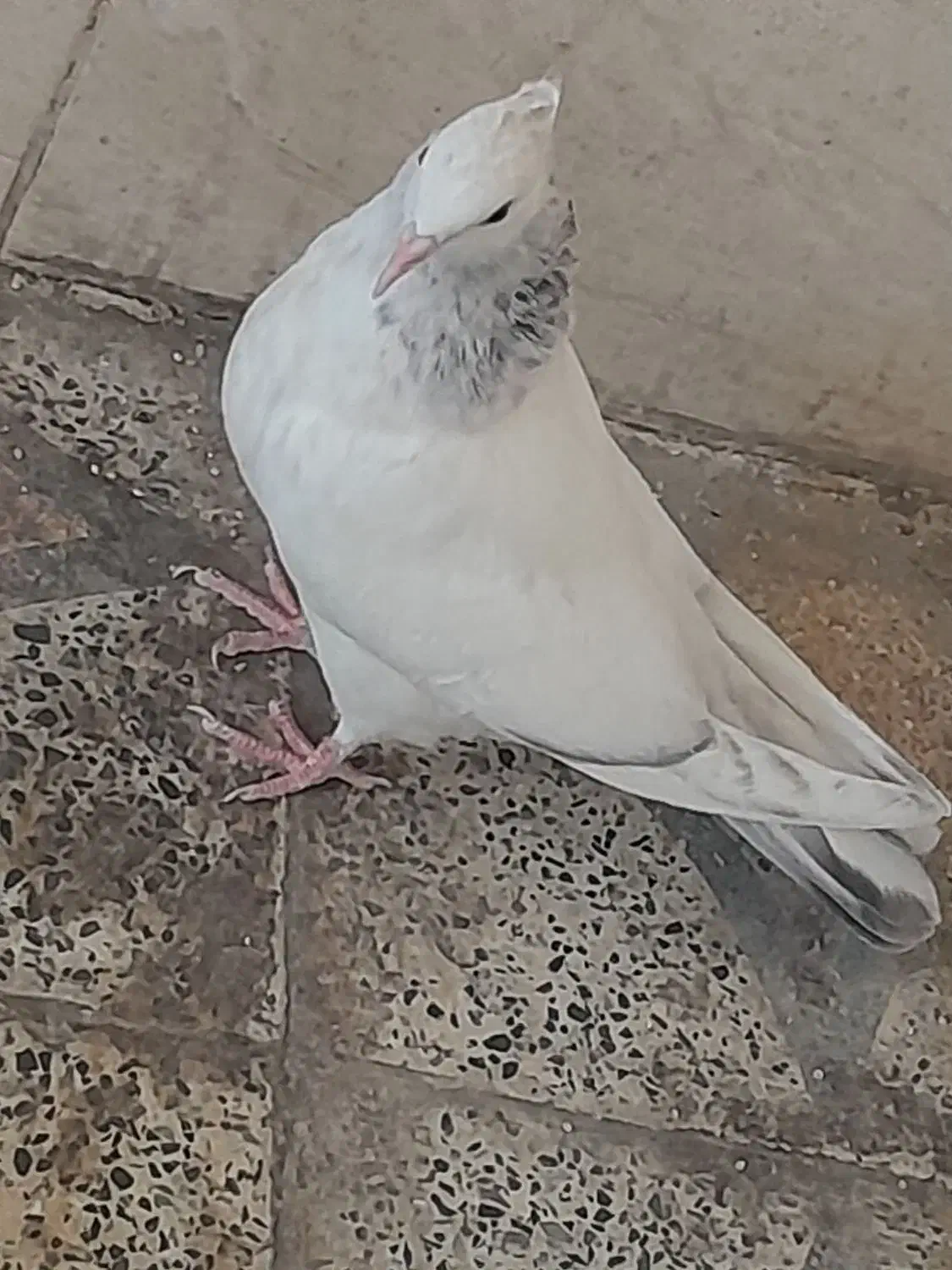 کبوتر جوجه کوهی نر|پرنده|رامهرمز, |دیوار