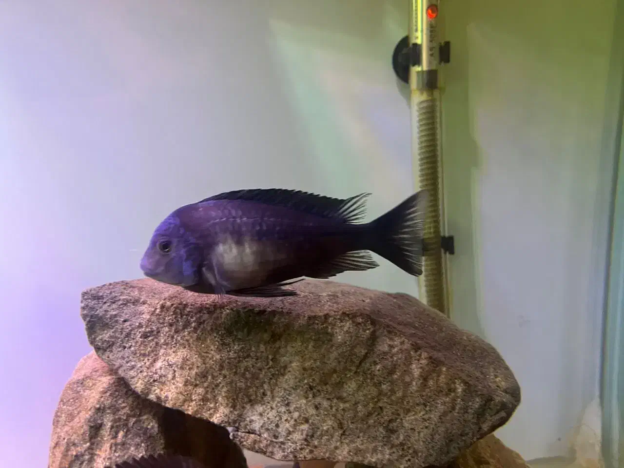 تروفئوس مولد|ماهی|تهران, هاشمی|دیوار