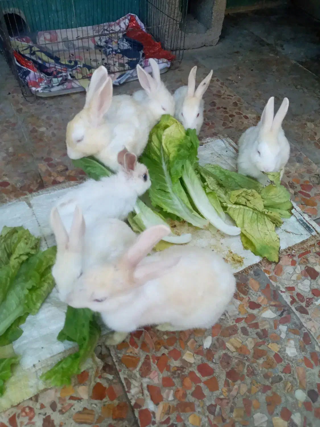 فروش خرگوش|موش و خرگوش|ایذه, |دیوار