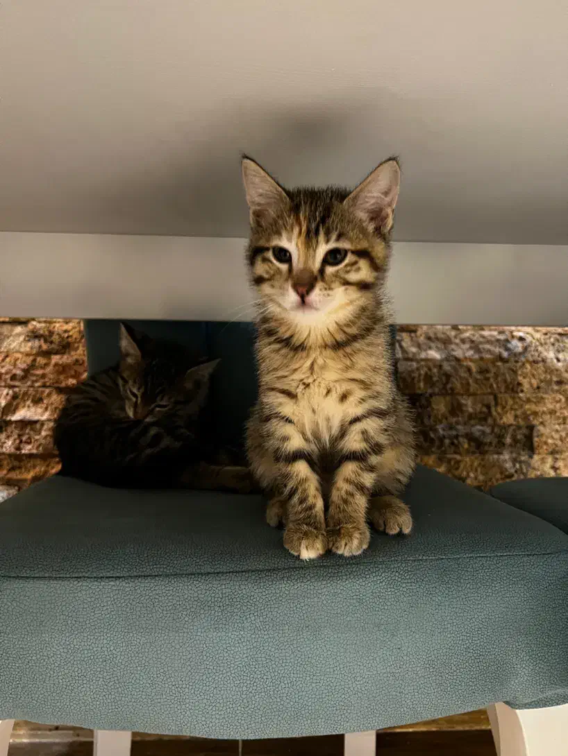 واگذاری بچه گربه|گربه|بندر انزلی, عباس آباد|دیوار