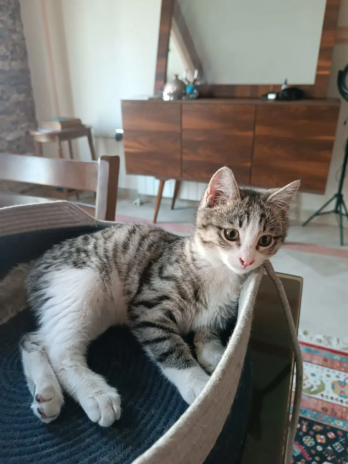 واگذاری گربه dsh|گربه|کرج, جهان‌شهر|دیوار